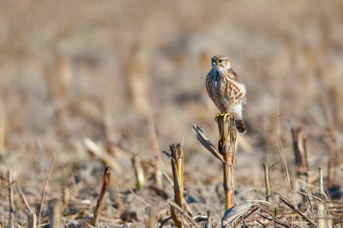 【野鸭湖的鸟】灰背隼 【野鸭湖的鸟】灰背隼