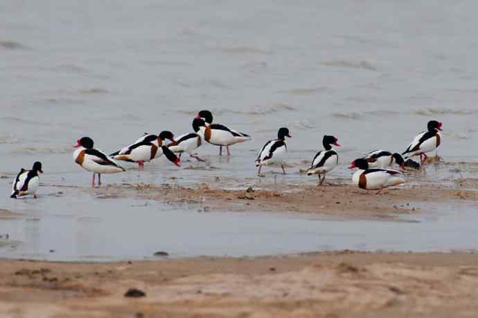 科尔沁湿地的翘鼻麻鸭