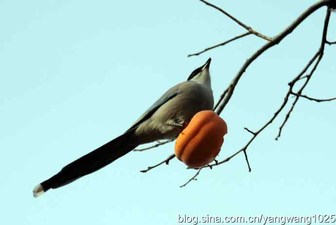 谁爱吃柿子？（喜鹊）