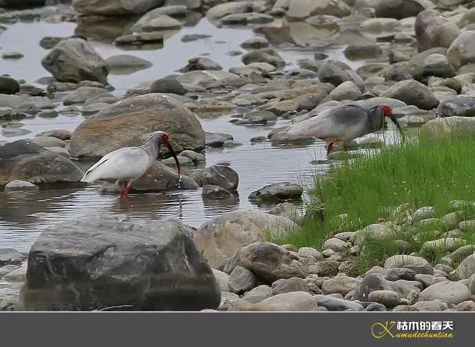 洋县拍鸟：珍禽鈥斨禧q
