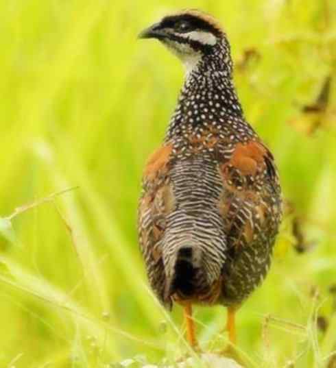 家禽驯化之源之九