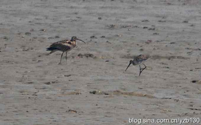 打到一只杓鹬,高兴ing鈥︹Γㄗ橥迹 打到一只杓鹬,高兴ing鈥︹Γㄗ橥迹