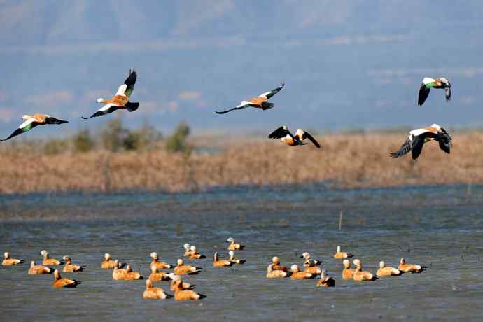 美丽的野鸭湖 美丽的野鸭湖