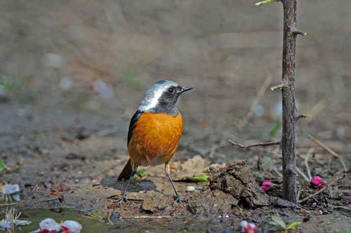 雄性北红尾鸲（32）