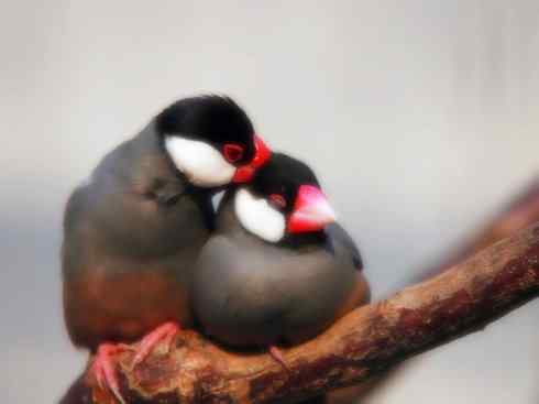 家禽驯化之源之十七