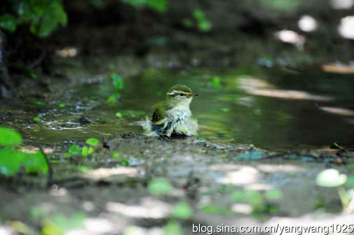 爽(洗浴的黄眉柳莺)3 爽(洗浴的黄眉柳莺)3