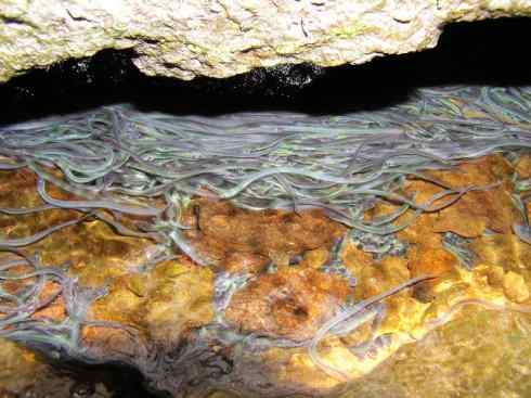 自然奇观:动物大迁徙(鳗鱼) 自然奇观:动物大迁徙(鳗鱼)