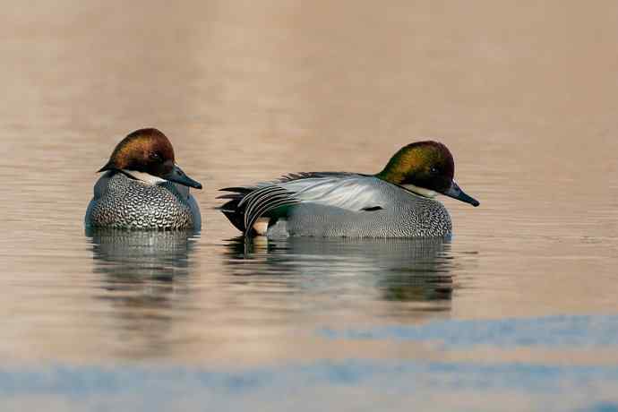 唐罗鸭 wbr八百里加急★