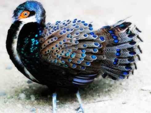 凤凰：传说中的鸟原型探秘（孔雀雉）