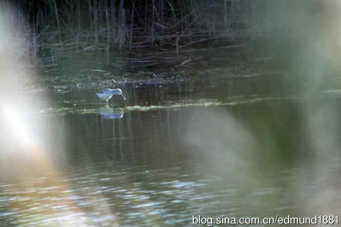 崇明东滩湿地公园十一月鸟况-望远镜打鸟