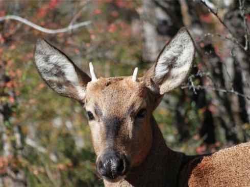 麒麟：传说的兽原型探秘（驼鹿）