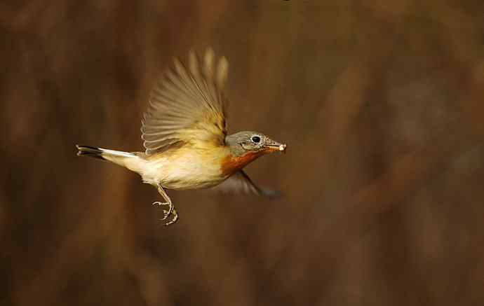 红胸姬鹟的美丽飞翔