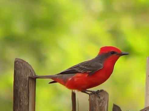 极品红色鸟类:朱红霸鶲 极品红色鸟类:朱红霸鶲