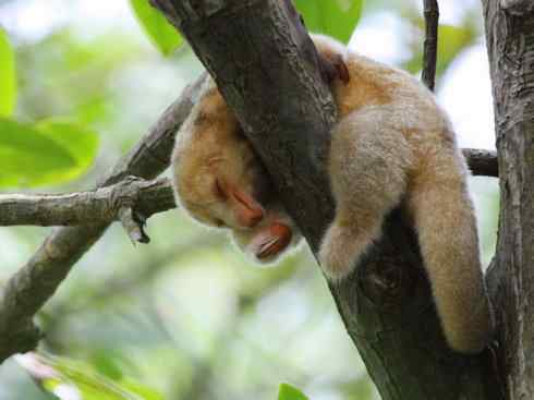 盘点十二大著名食蚁动物:食蚁兽 盘点十二大著名食蚁动物:食蚁兽