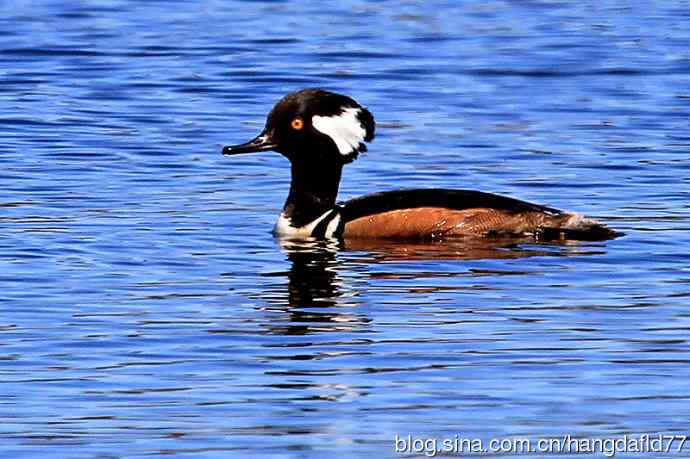 美国鸟类摄影——白耳朵的镜冠秋沙鸭