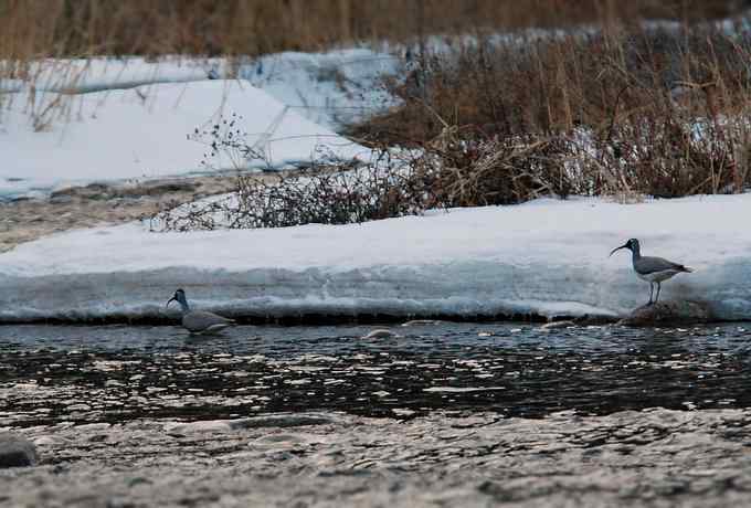 白河峡谷三月雪 白河峡谷三月雪
