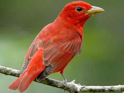 极品红色鸟类：玫红比蓝雀