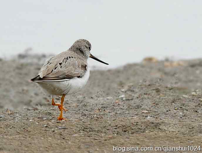 来去匆匆翘嘴鹬 来去匆匆翘嘴鹬