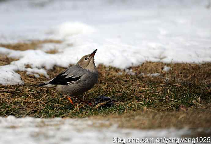 丝光椋(liang)鸟 丝光椋(liang)鸟