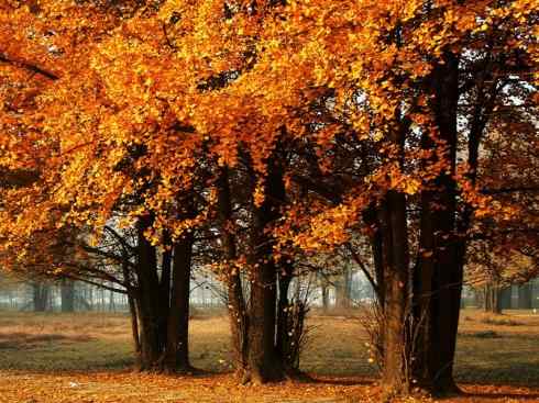 鱼类活化石：矛尾鱼