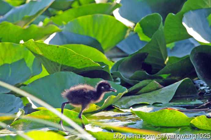白胸苦恶鸟宝宝出窝了（2）