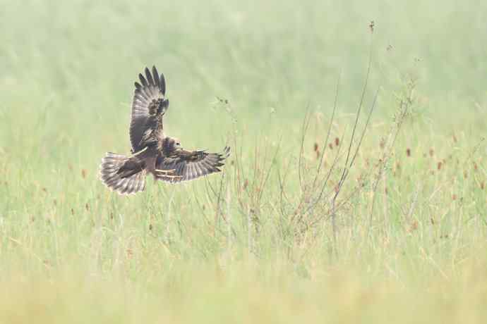 野鸭湖俏皮小隼与新宠白腹鹞