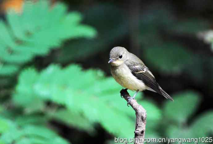 雌性白眉姬鹟(6) 雌性白眉姬鹟(6)