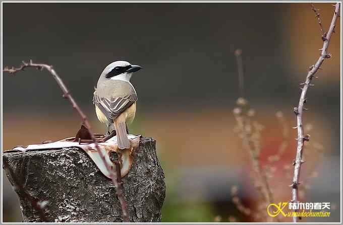 红尾伯劳一组【照片】