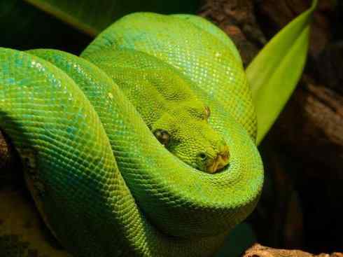 龙：传说的兽原型探秘（树蚺类）