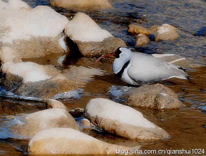 晒鸟儿红嘴蓝鹊和鹮嘴鹬