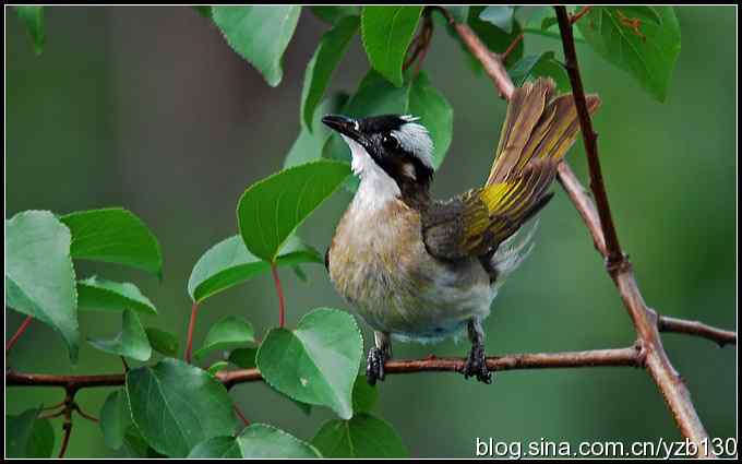 金海湖的鸟(2)鈥斺敯淄肺蹋ㄗ橥迹 金海湖的鸟(2)鈥斺敯淄肺蹋ㄗ橥迹