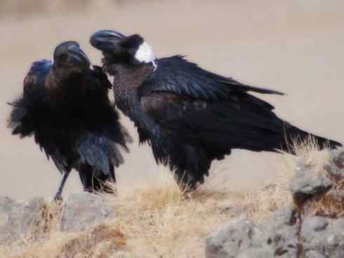 奇特的盔：厚嘴渡鸦