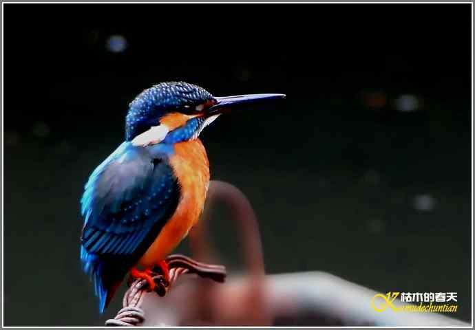 拍鸟偶遇【照片】