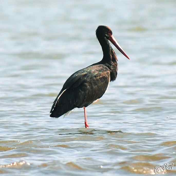 白河堡&nbsp;wbr路&nbsp;wbr路遇黑鹳