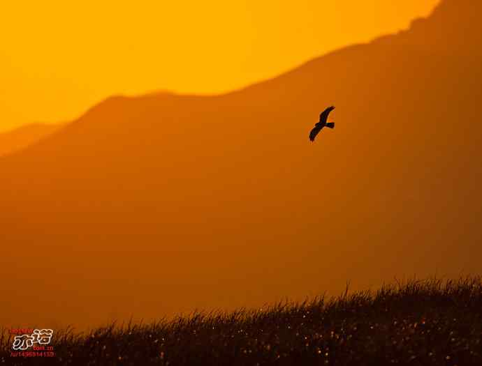 官厅水库拍鸟——金秋十一猛