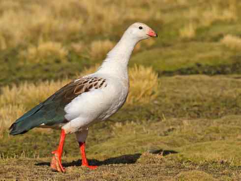 犬科：狐亚科伪狐属之高地狐、河狐、秘鲁狐
