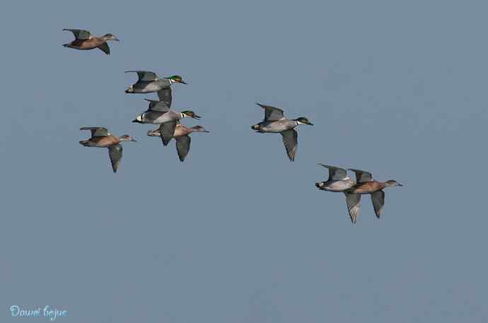 春来西堤好鸭多