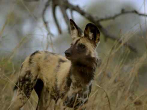 犬科：薮犬亚科非洲野犬属之非洲野犬