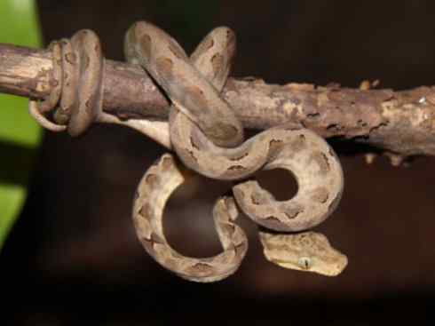 龙：传说的兽原型探秘（树蚺类）