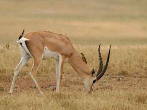 麒麟：传说的兽原型探秘（鹿羚）