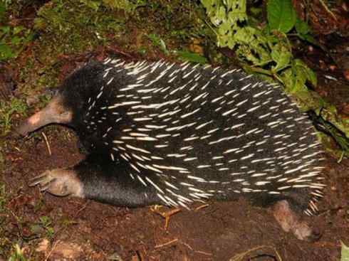 动物世界：山寨还是原创之三