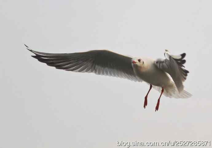 北京野鸟摄影——飞姿图之二
