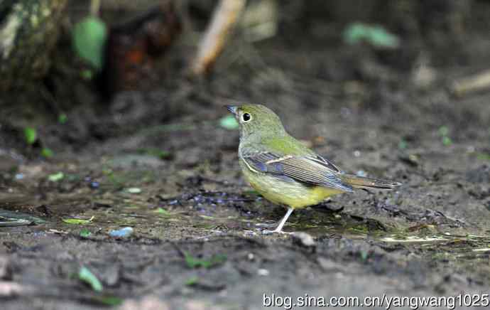 雌性绿背姬鶲（10）