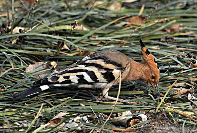 北京天坛公园的鸟类——戴胜 2