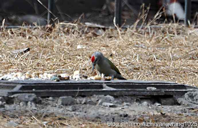 随走随拍【灰头绿啄木鸟（雄性）】