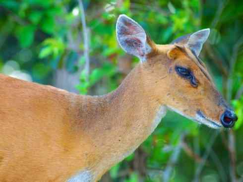 麒麟：传说的兽原型探秘（麂）