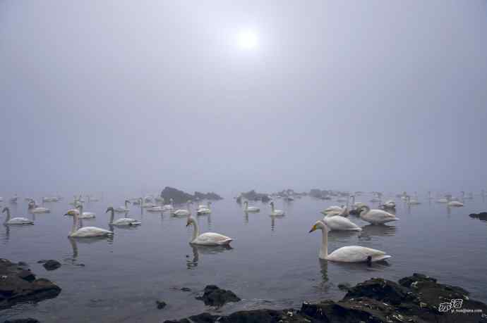 烟墩角&nbsp;wbr路&nbsp;wbr再次与大天鹅亲密相处