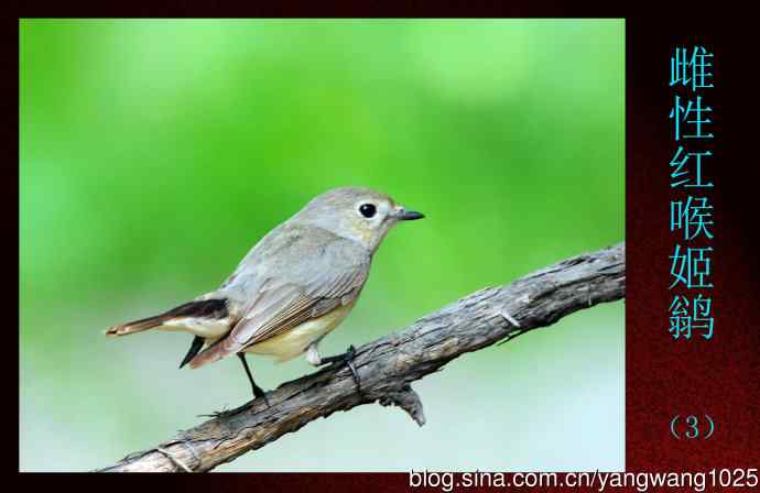 北京天坛公园的鸟类——雌性红喉姬鹟（3）