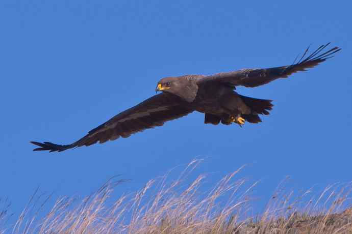 草原雕（摄于克什克腾）