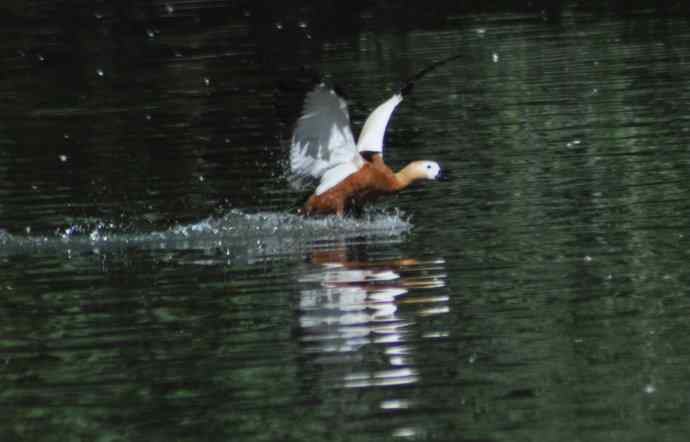 八月十六（杂片）